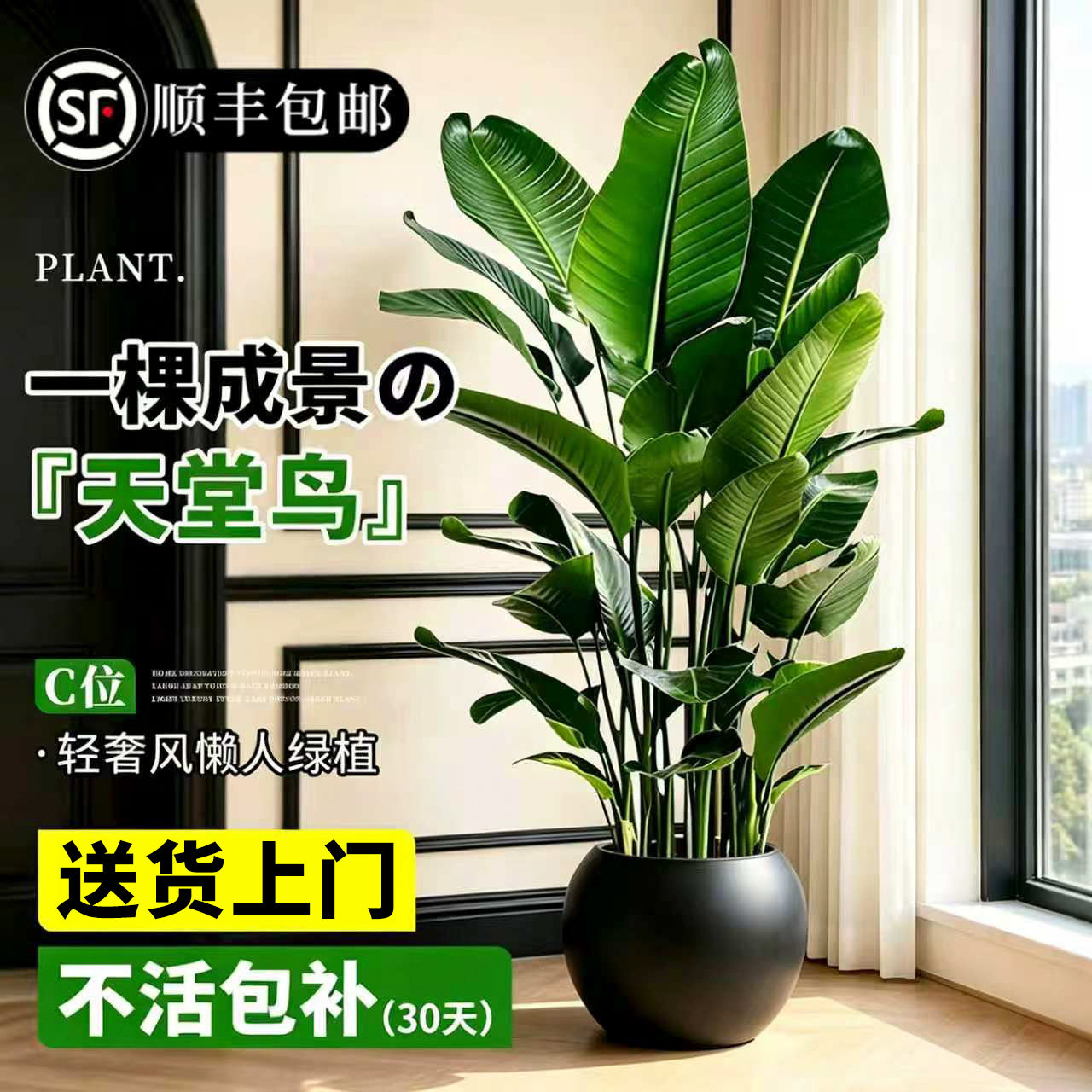 天堂鸟客厅落地好养大绿植盆栽