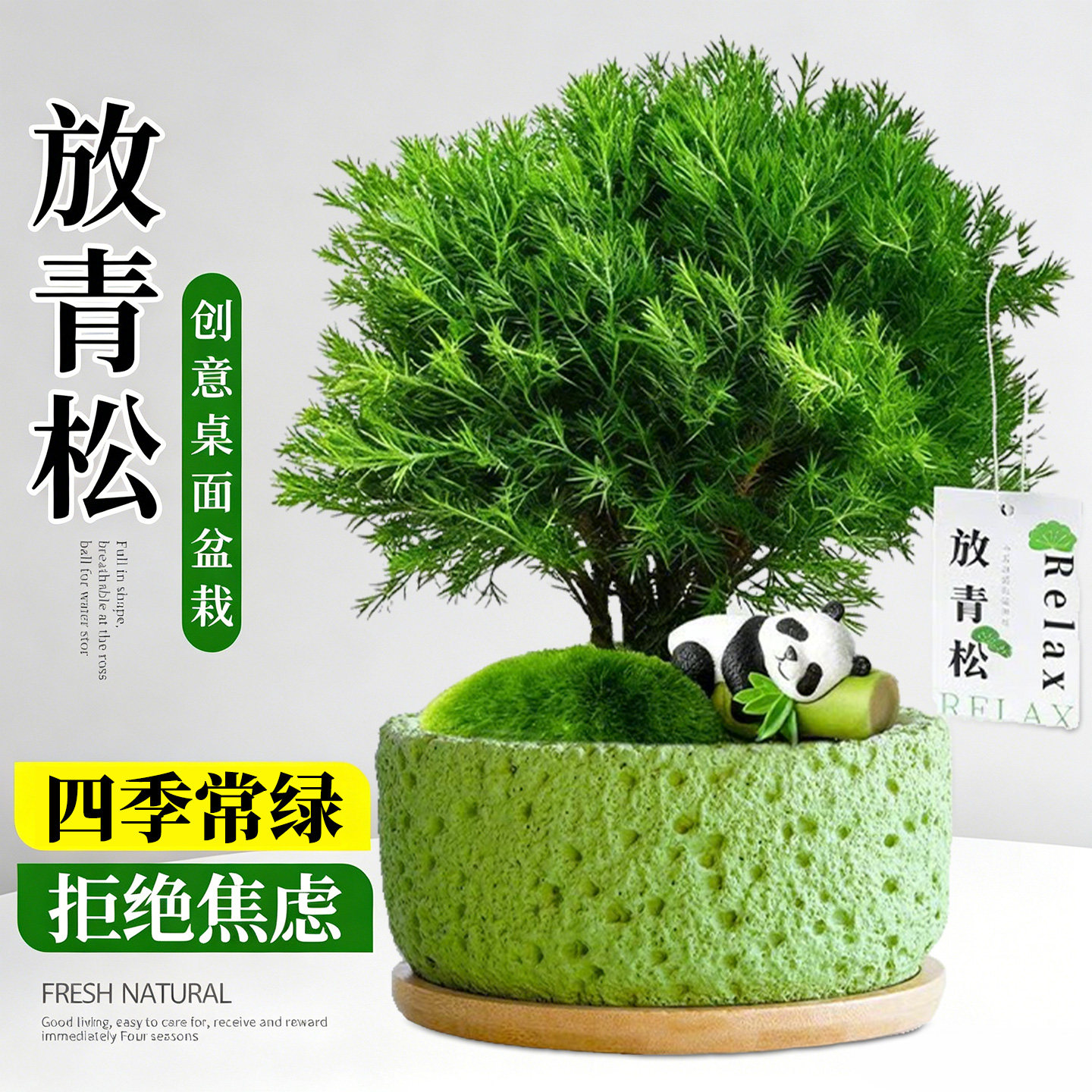 雾凇放青松绿植盆栽办公室内放轻松摆件装饰工位桌面情绪植物礼物 - 实物图