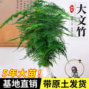 大文竹盆栽老桩精品植物四季 好养大棵文竹室内阳台大型绿植盆景