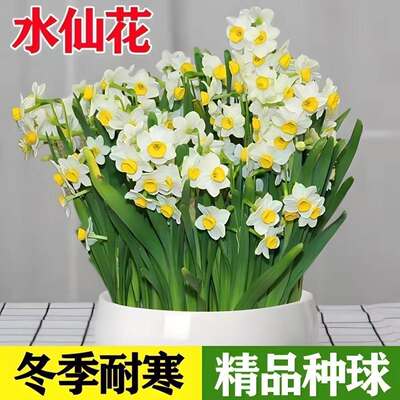 漳州水仙花种球水培盆栽植物带花苞室内水养冬季花卉郁金香年宵花