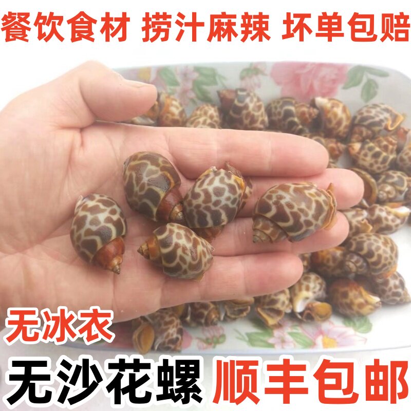 鲜活冷冻花螺新鲜东风螺大香螺海捕贝类麻辣捞汁海鲜食材商用批发