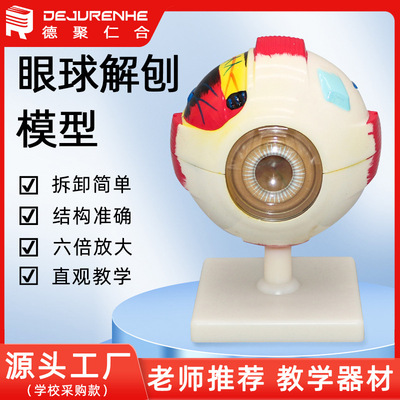 人体眼球模型 眼球解剖模型人体生物医学教学教具 眼睛放大模型