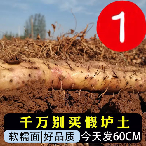 垆多锈垆土山药实惠装根根甄选