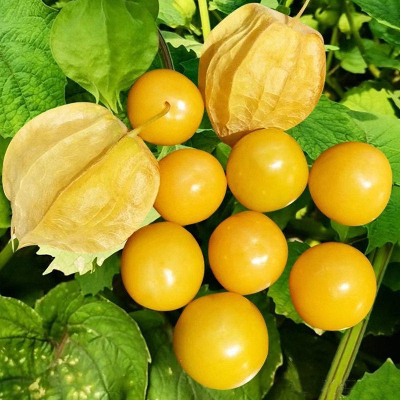 东北黄姑娘果灯笼果种子四季阳台盆栽菜农家高产水果种孑红菇娘果