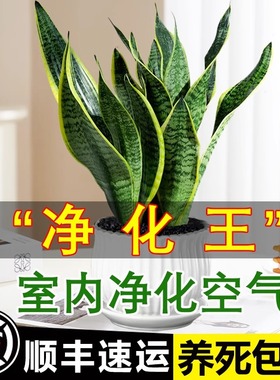 金边虎皮兰盆栽花卉绿植水培植物办公室内好养易活净化空气虎尾兰