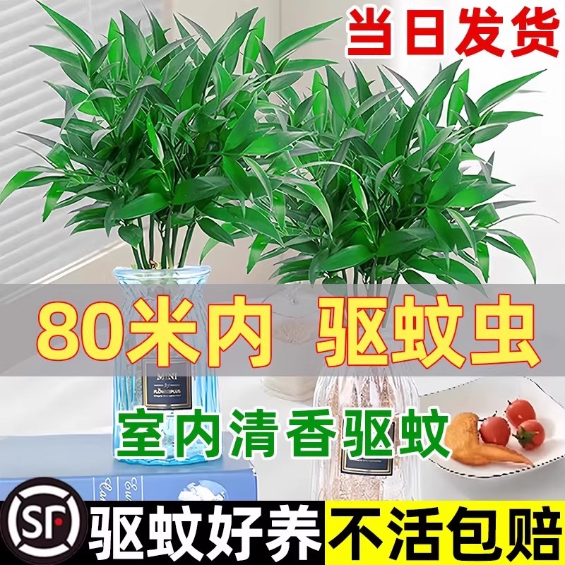 驱蚊竹柏水培植物小盆栽室内客厅办公室桌面水养花卉绿植四季好养