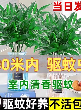 驱蚊竹柏水培植物小盆栽室内客厅办公室桌面水养花卉绿植四季好养