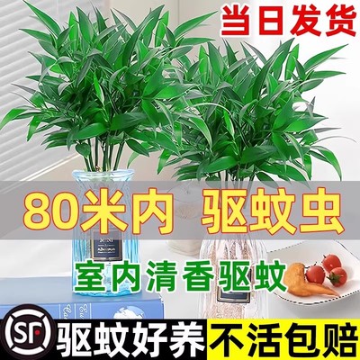 驱蚊竹柏水培植物小盆栽室内客厅办公室桌面水养花卉绿植四季好养