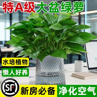绿萝盆栽办公室内桌面绿植水培好养大叶绿箩净化空气好养除醛植物