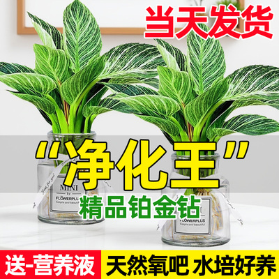 铂金钻盆栽桌面好养四季绿植