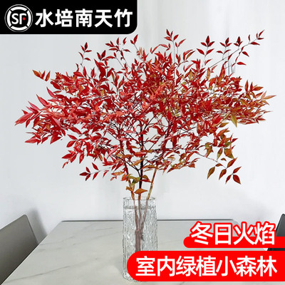 庞贸水培植物室内绿植