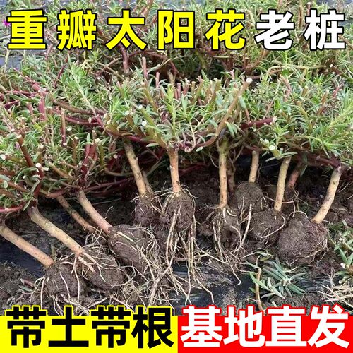庞贸重瓣太阳花卉老桩好养易活
