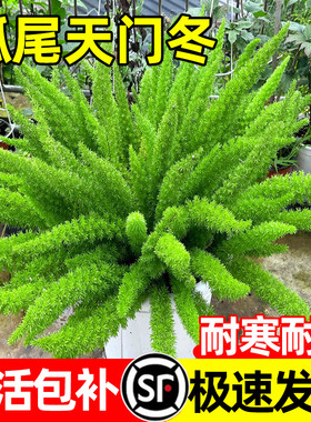 狐尾天门冬盆栽大苗室内外阳台庭院四季常青耐热九尾狐真花卉植物