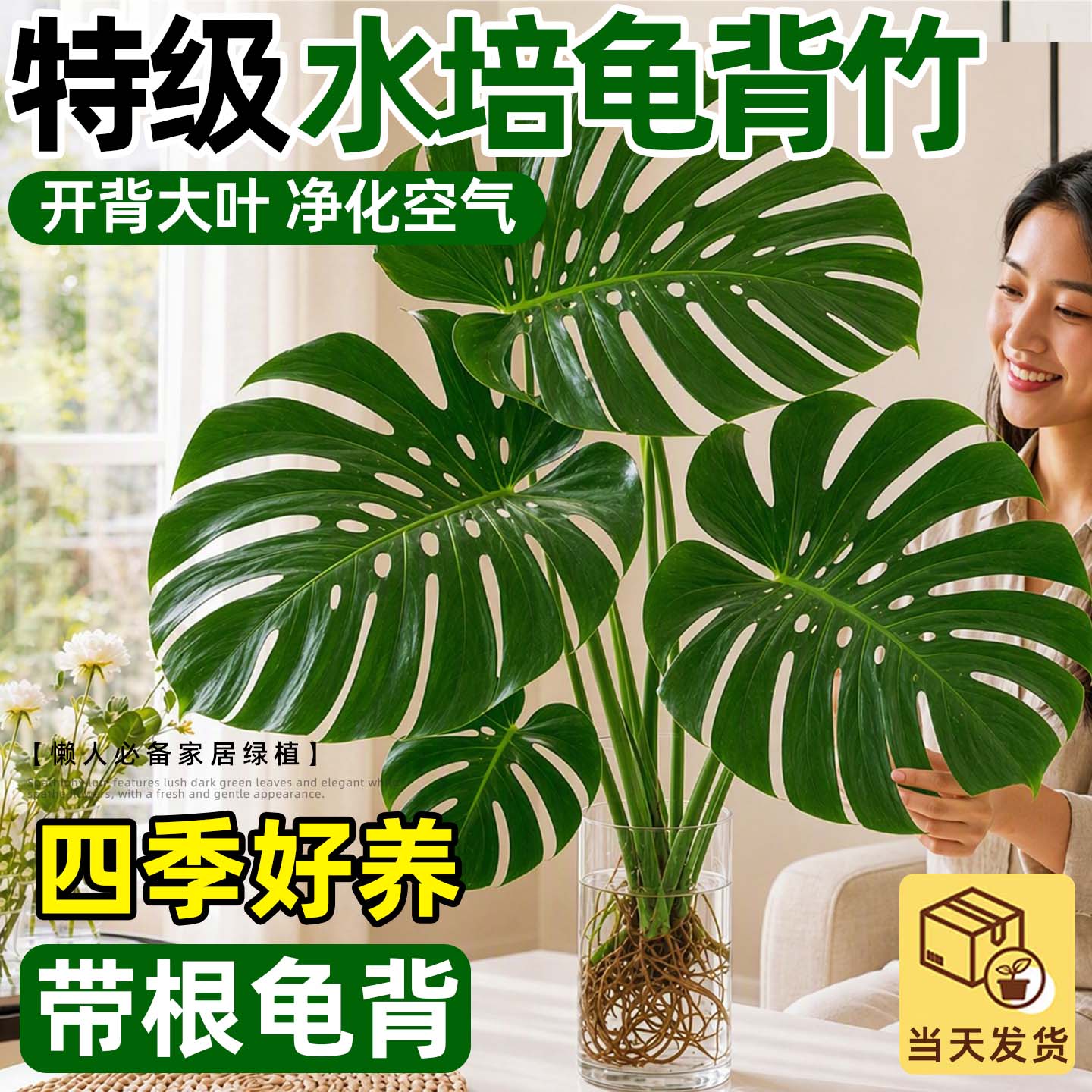 龟背竹水培老桩大叶易养室内绿植图片
