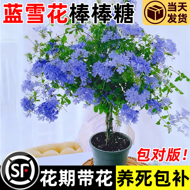 蓝雪花棒棒糖盆栽大苗花苗花期带花室内外阳台庭院植物开花好养活