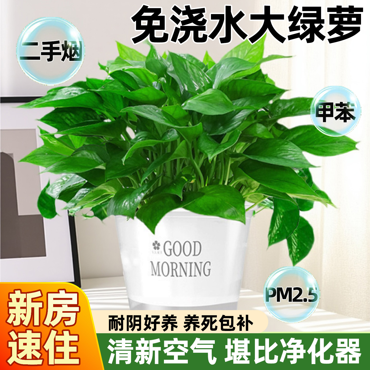 绿萝盆栽室内好养客厅新房好养活绿植花卉办公室植物绿箩净化空气