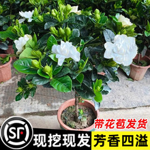 栀子花盆栽带花苞浓香型花卉室内盆栽阳台植物好养活老桩开花易活