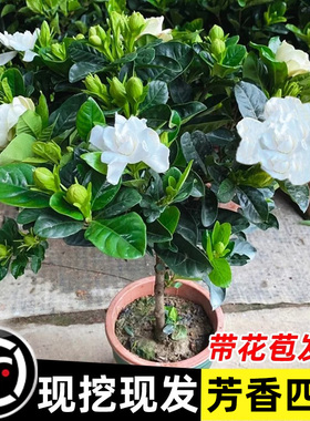 栀子花盆栽带花苞浓香型花卉室内盆栽阳台植物好养活老桩开花易活