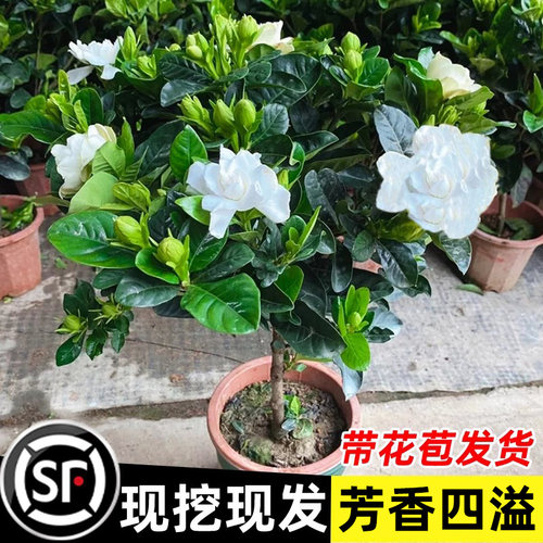 栀子花盆栽带花苞浓香型好养活