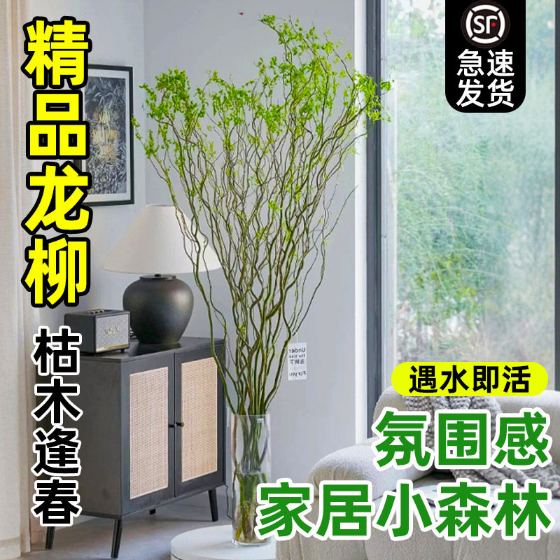 水培龙柳鲜枝客厅绿植室内盆栽好养活植物干枝雪柳黄金龙柳带花苞