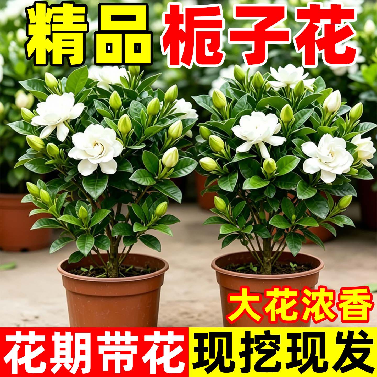 庞贸栀子花盆栽浓香带花好养图片