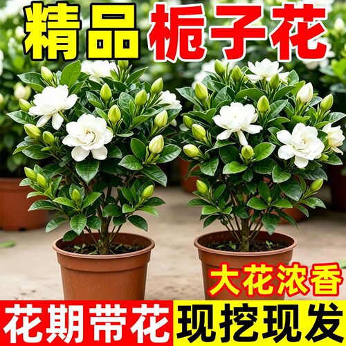 庞贸栀子花盆栽浓香带花好养