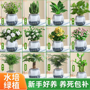 绿植室内盆栽绿萝发财树多肉花卉办公室桌面幼儿园小植物水培好养