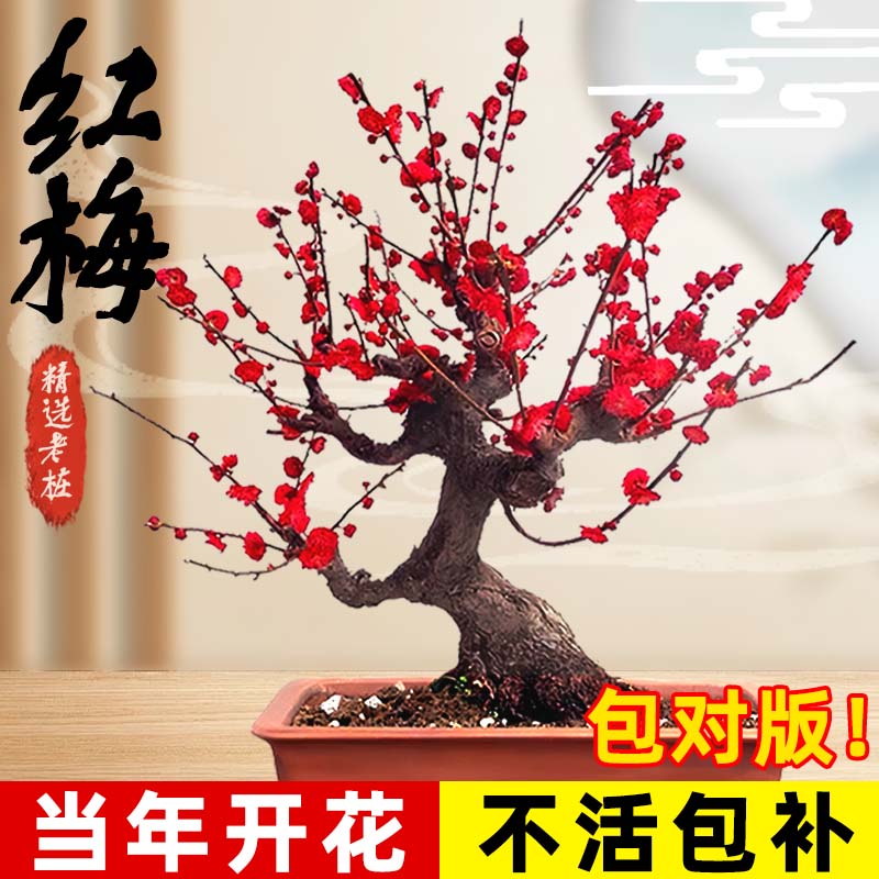 红梅花盆栽老桩盆景树苗室外阳台庭院浓香型大花四季花卉耐寒植物
