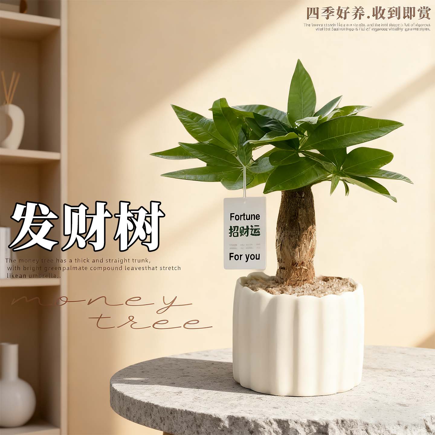 发财树盆栽易活植物小盆景四季常青办公室内盆栽花卉室内客厅绿植