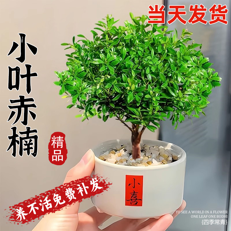 小叶赤楠盆景办公室内旺宅植物桌面绿植摆件四季好养活迷你小盆栽
