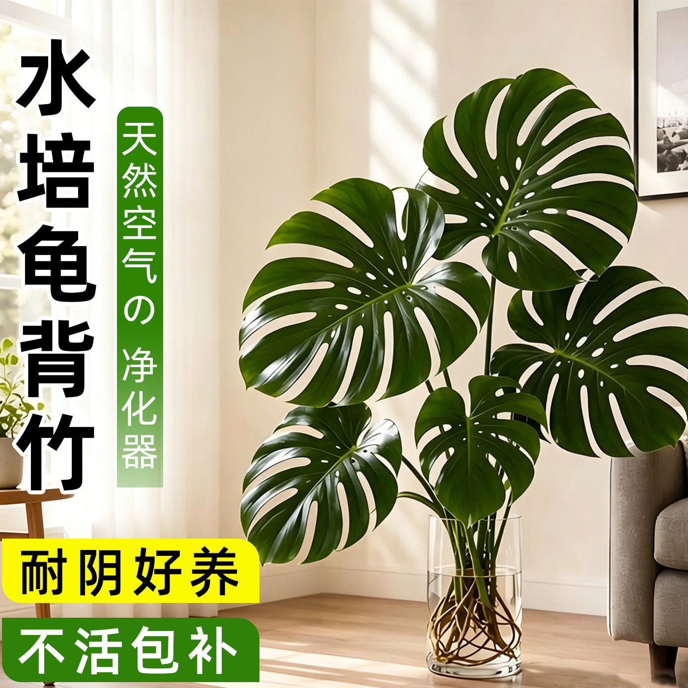 龟背竹水培老桩大叶易养室内绿植图片