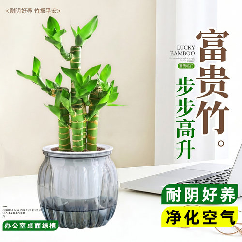 步步高富贵竹水培盆栽招财好养
