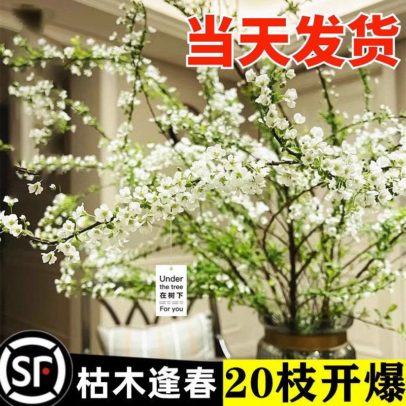 干枝雪柳插花干支水养水培鲜花卉绿植物室内插花龙柳干支枯木逢春