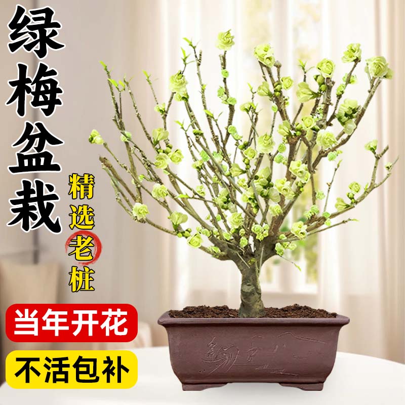 绿梅树苗盆栽花卉植物室内庭院当年开花浓香梅花耐寒老桩盆景绿植
