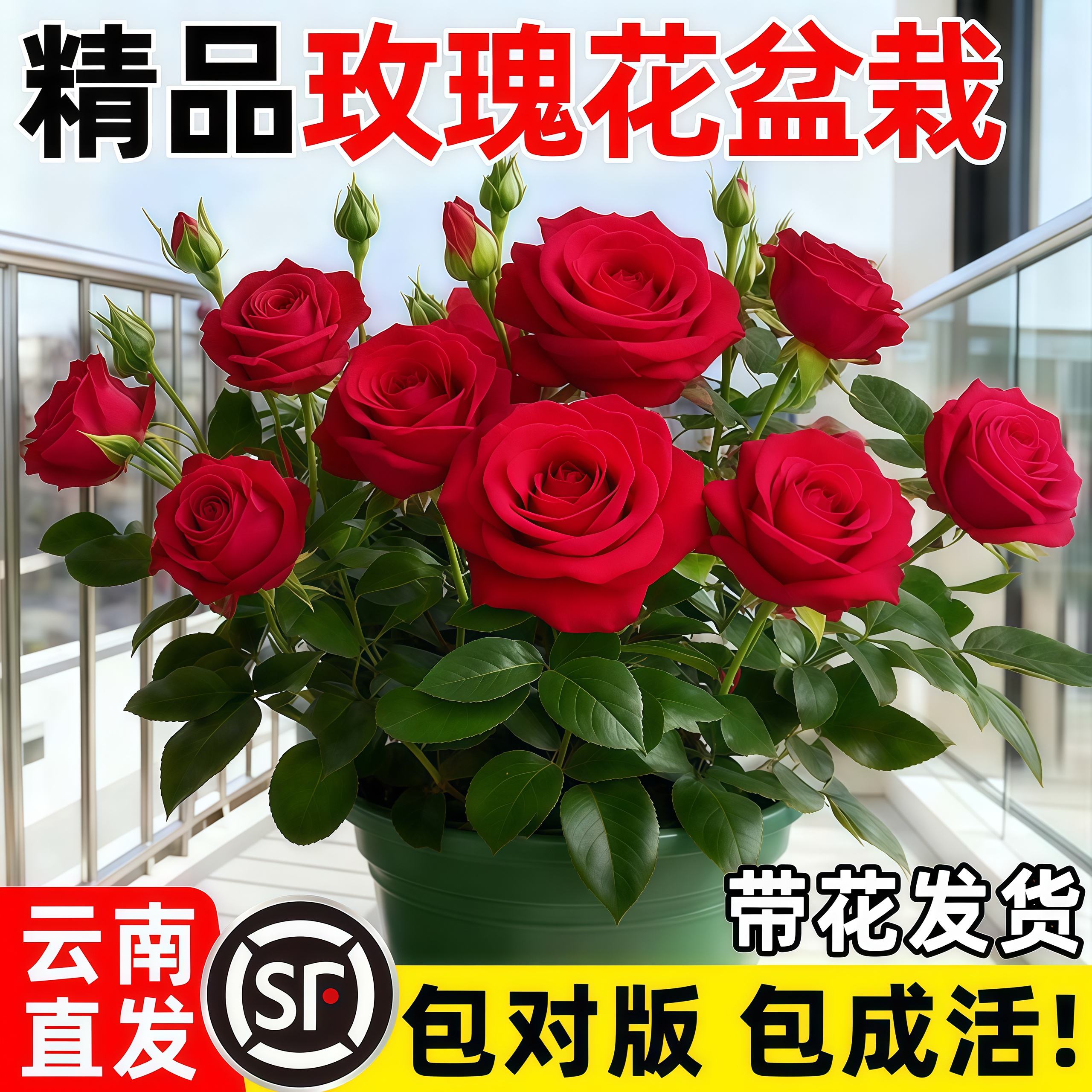 云南玫瑰花树苗盆栽特大苗花期带花卉室内外庭院阳台浓香型绿植物