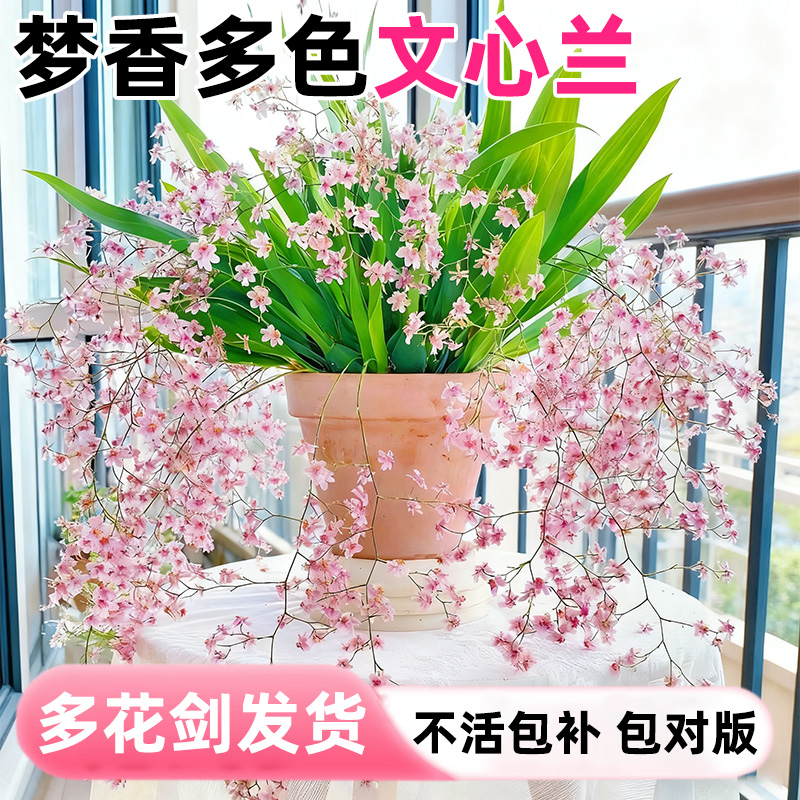 梦香多色文心兰盆栽多花剑发室内阳台窗边兰花苗好养名贵花卉植物