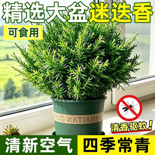大盆可食用驱蚊迷迭香阳台好养