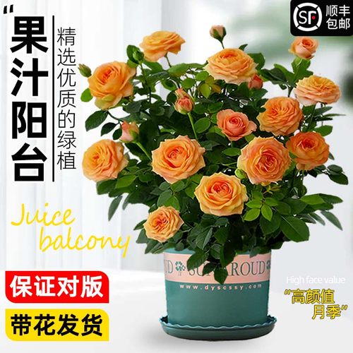 果汁阳台月季花卉室内盆栽庭院阳台绿植花期带花浓香型耐热蔷薇苗