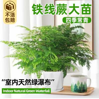 铁线蕨盆栽室内外客厅垂吊耐阴好养四季常青密叶水培植物蕨类绿植