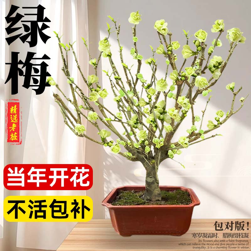 绿梅树苗盆栽花卉植物室内庭院当年开花浓香梅花耐寒老桩盆景绿植