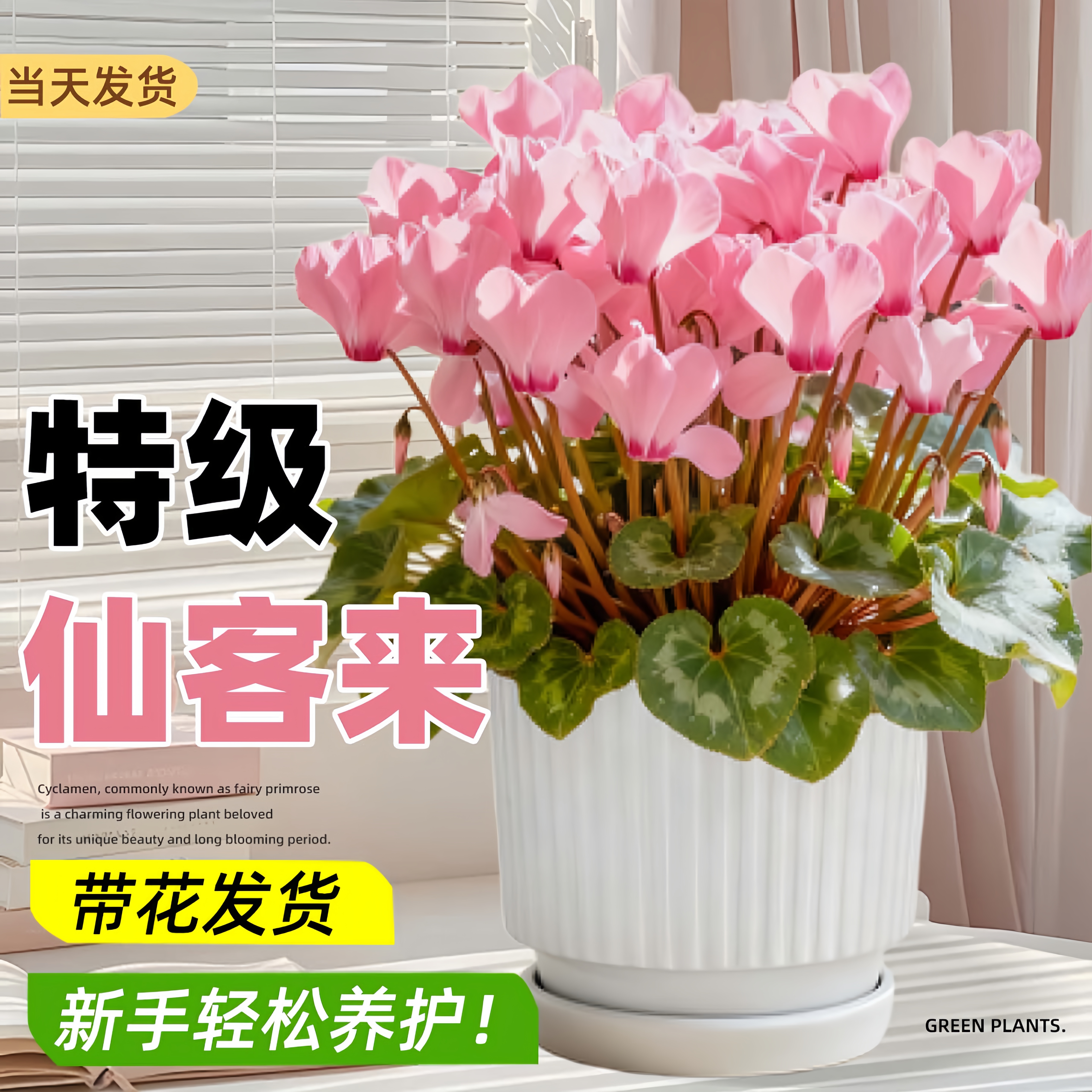 仙客来盆栽带花特大号兔子庭院阳台室内重瓣年宵花好养苗花卉植物