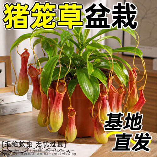 超大猪笼草室内阳台驱蚊好养