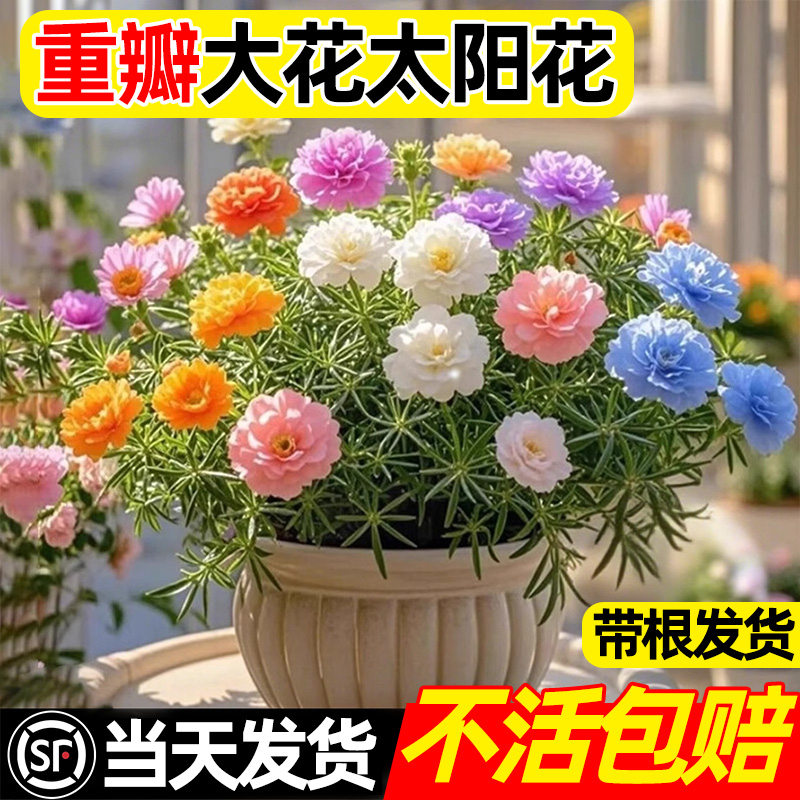 太阳花重瓣苗室内阳台花卉