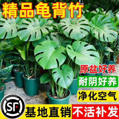 龟背竹客厅观叶绿植大盆栽室内盆景大型植物四季好养易活净化空气