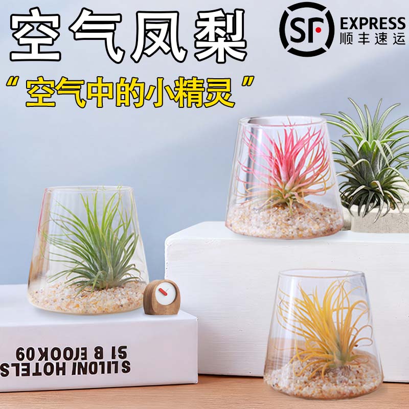 空气凤梨无土栽培盆栽室内办公室桌面绿植小摆件紫精灵新手易养活