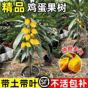 正宗鸡蛋果树苗嫁接耀堂仙桃果树庭院地栽蛋黄果水果苗南北方种植