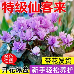 仙客来盆栽带花苞室内客厅花卉重瓣年宵花好养大花苗观花植物易活