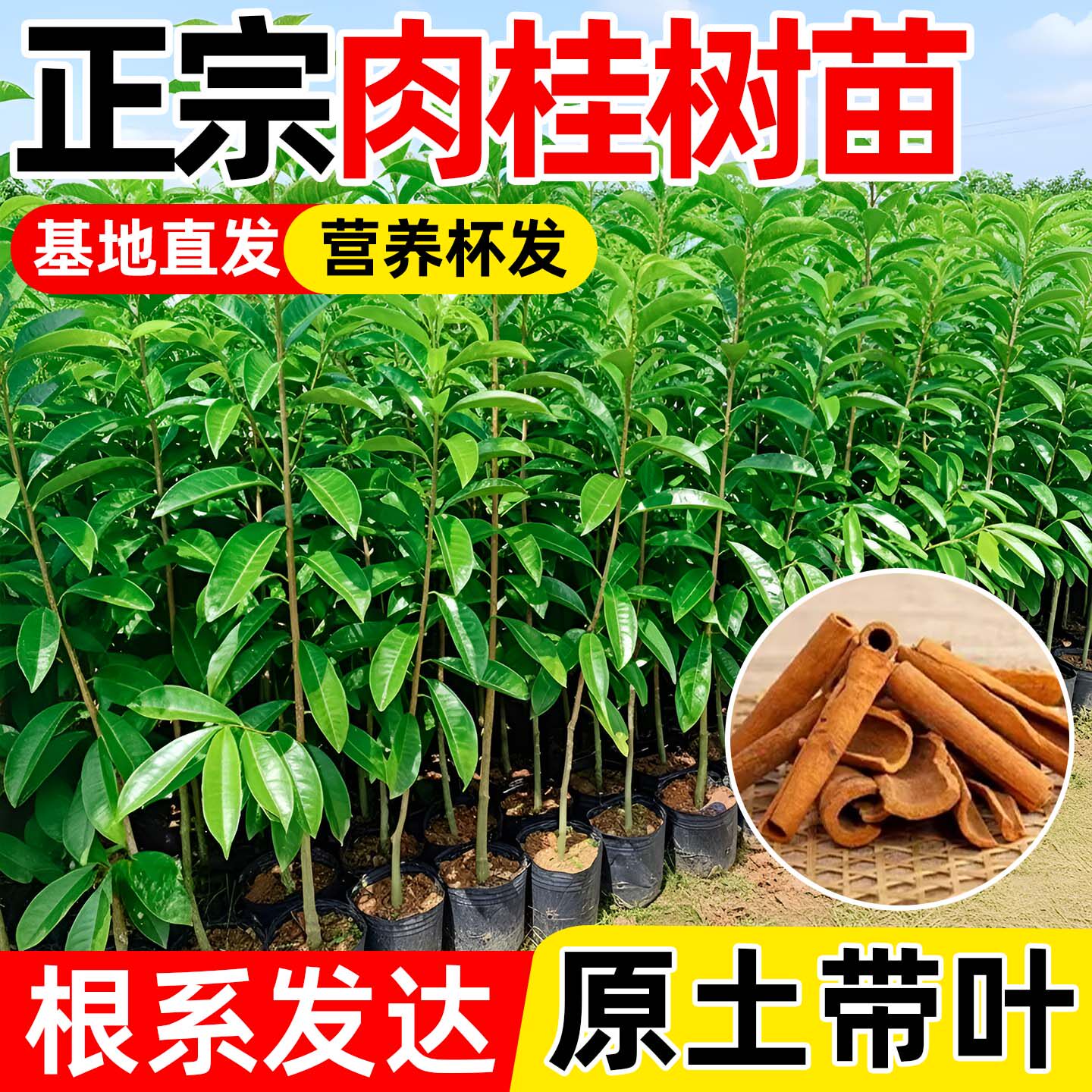 正宗肉桂树苗广西玉桂皮名贵药材食用调味庭院种植带营养杯发易活