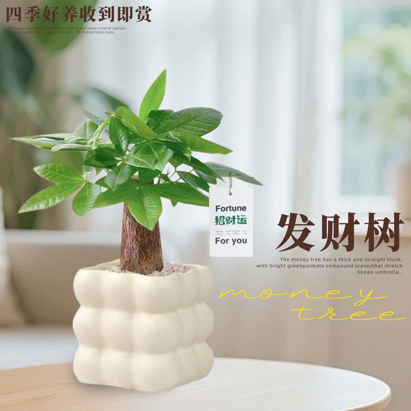 发财树绿植小盆栽四季办公室桌面客厅创意招财解压摆件室内植物