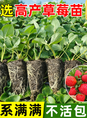 草莓苗秧奶油红颜隋株特大优质苗南北方阳台庭院露天四季盆栽种植